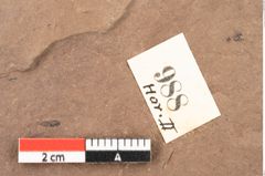 Foto (Detailsansicht) von Fagus feroniae Unger (NHMW-GEO-2024-0188-0988)